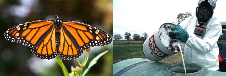 Monsanto Donates Money to Save the Same Butterflies They’re Killing