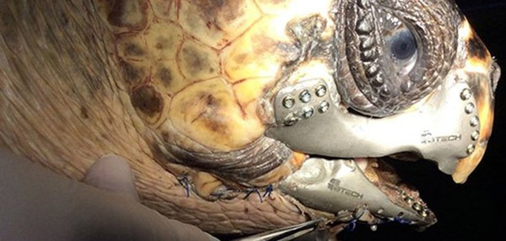 Turtle Receives 3D Printed Jaw that Allows it to Eat on its Own Again