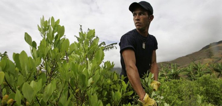 coca crops plantation