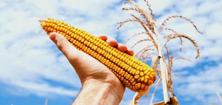 Monsanto is Running the USDA: Two GMO Crops Approved This Year