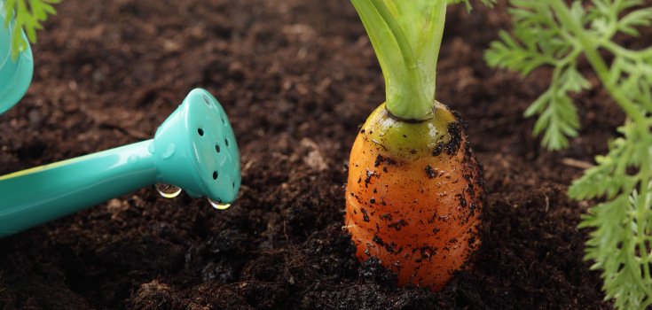 5 Surprising Ways to Use Recycled ‘Garbage’ for a Better Organic Garden