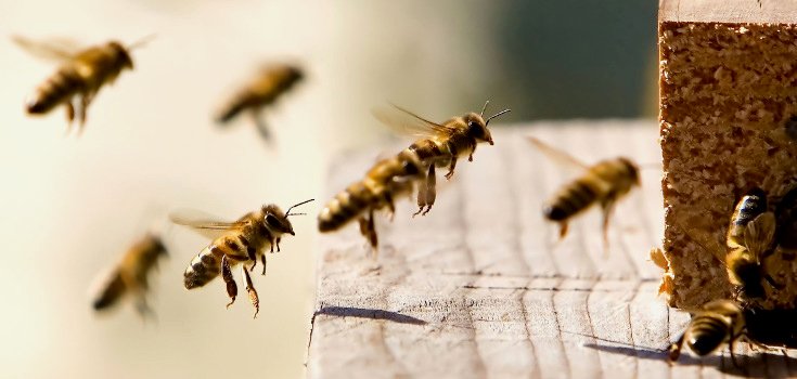 Beekeeper Survey: “We’ve Lost Almost Half Our Bee Colonies in the Past Year”