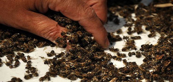 Elected Official Denies Pesticide-Bee Death Connection – Research Disagrees