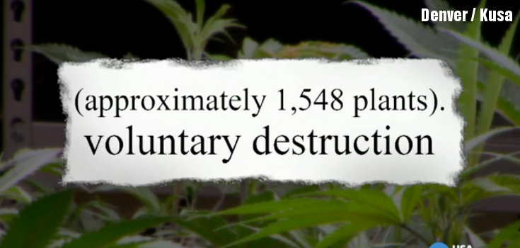 60,000 Marijuana Plants Quarantined for Possible Pesticide Contamination