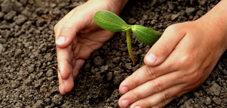 5 Expert Tips for Starting Your Own Organic Seedlings