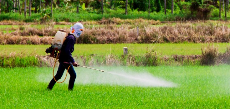 Conventional Food is Sprayed with Monsanto’s Carcinogenic Chemicals Just 3 Days Before Harvest