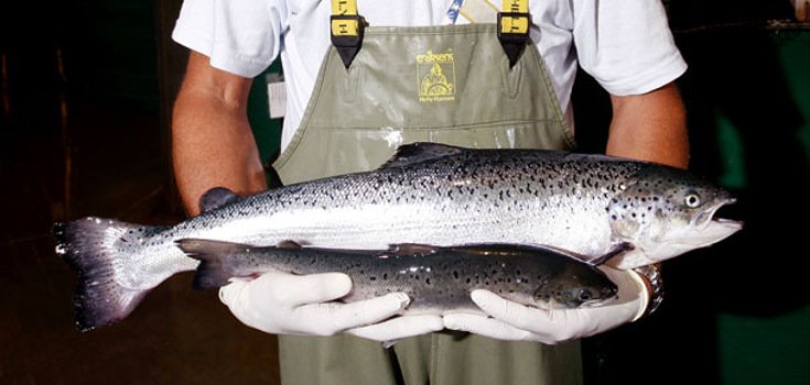 USDA-Approved GMO Salmon Called Into Question for Being Disease Prone