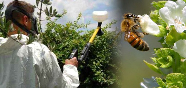 VIDEO: Director of Pesticide Action Network Explains How Neonicotinoids Work