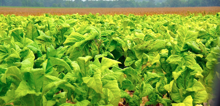 90% Of All Tobacco Is Full of Pesticides, Herbicides, and GMOs