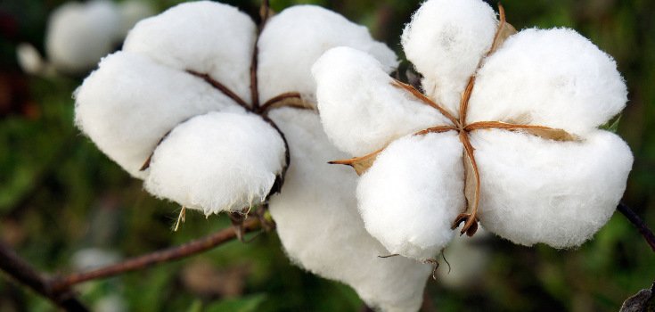 West African Country Dumps Monsanto’s GM Cotton, Seeks Compensation