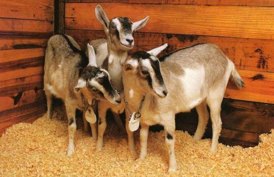 goats_animal_gmo