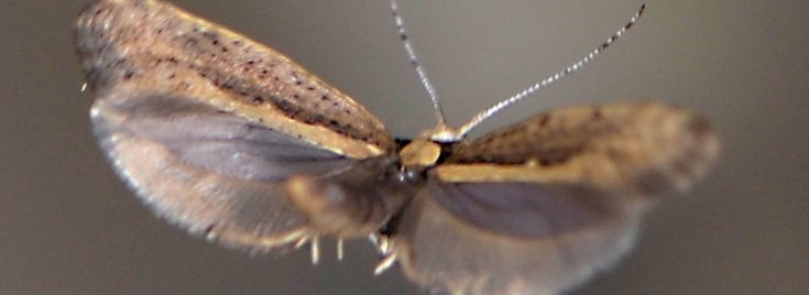 Genetically Modified Moths Released in New York