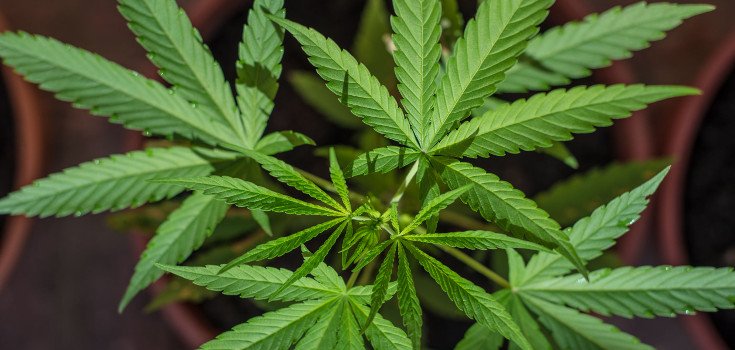 Cannabis Law Would Order Farmers to Grow Marijuana