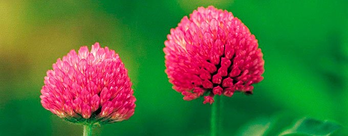 red-clover-herb-680