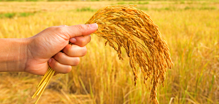 Trial: Pesticide-Producing GMO Wheat Fails to Deter Pests