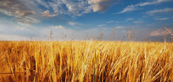 Feds Still have No Idea How Illegal GM Wheat Got Into this Montana Field
