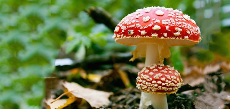 How to Know Which Mushrooms Are Safe to Eat and Which Are Toxic