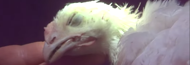 Shocking Undercover Footage Reveals Chicken Producer Tyson’s Animal Torture