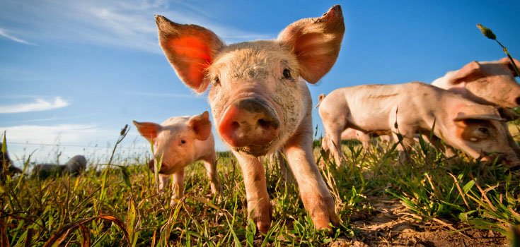 GMO Bacon? ‘Genetically Modified’ Pigs on the Horizon