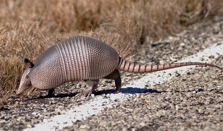 How Armadillos Are Spreading Leprosy in Florida