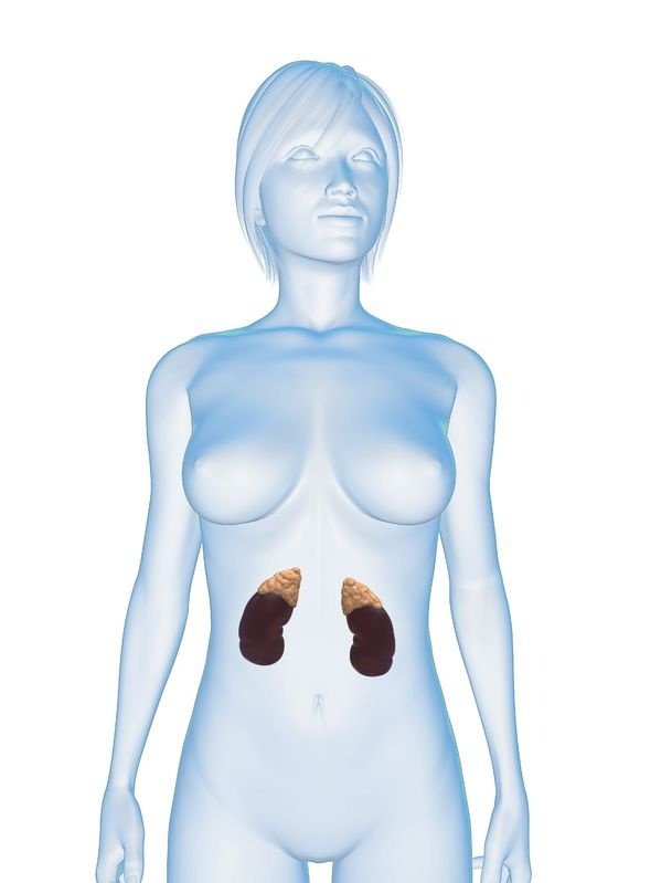 Image from: www.endocrineweb.com/