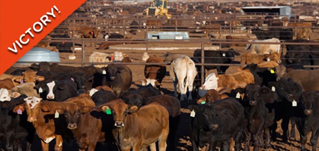 Big Win for Animal Lovers: Judge Strikes Down Ag Gag Law in Idaho