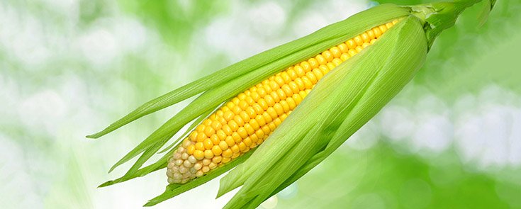Could This New ‘Organic Ready’ Corn Help End Monsanto?