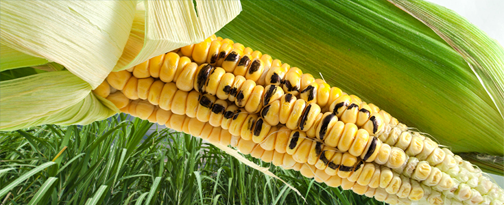 GMO Farmers Sue to Block GM Crop Ban in Josephine County, Oregon