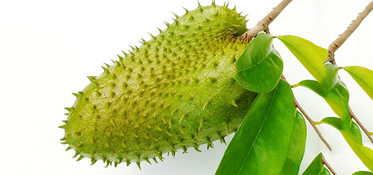 This One Fruit Kills Malignant Cells of 12 Different Types of Cancer