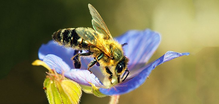 175,000 Ask Hardware Stores to Stop Selling Bee-Killing Pesticides