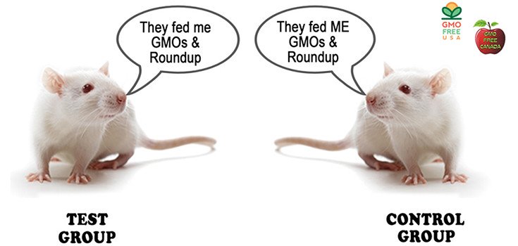 Biotech Found to Use GM-Contaminated Rat Feed in Fraudulent Studies