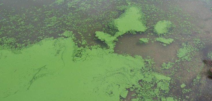 Health Officials in Cincinnati and Kentucky Extend Toxic Algae Bloom Advisory