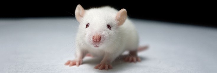 Over 40 Rodent Feeding Studies Show GM Food is Disastrous to Health