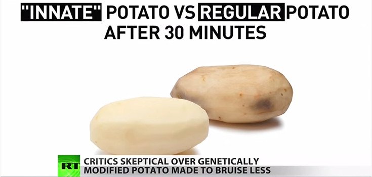 USDA Gives 2nd Generation GM ‘Innate’ Potato Green Light