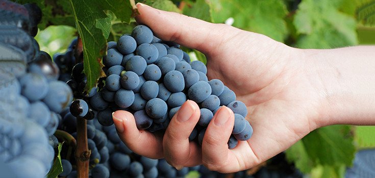 New Trial Suggests Resveratrol Might Prevent, Slow Alzheimer’s Disease