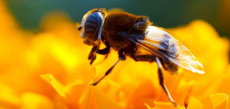 Harvard Finds Pesticide in 70% of Honey Samples Tested
