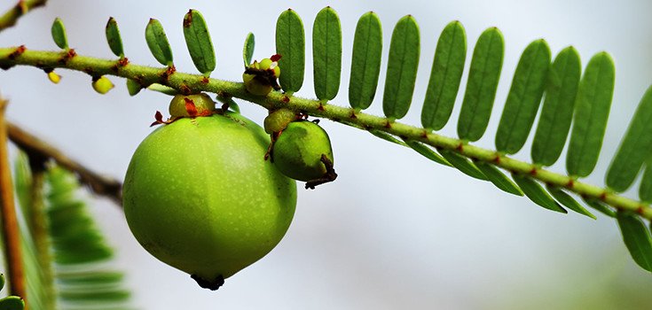 The Power of Amla: Excellent for Treating Diabetes, Boosting Heart Health, & More