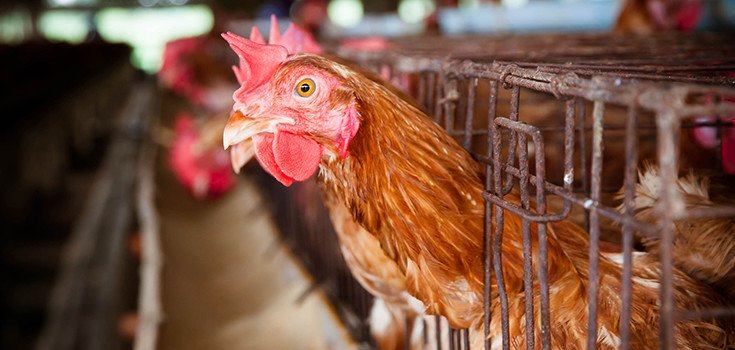California 1st State to Pass Bill Banning Indiscriminate Antibiotic Use in Livestock