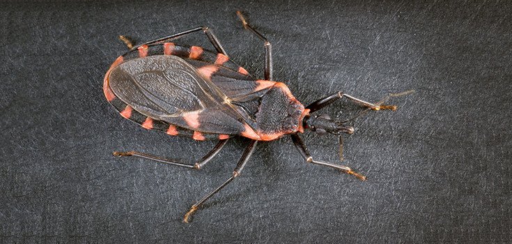 Rare Diseases like Chagas and Leprosy are Becoming more Commonplace in the U.S.