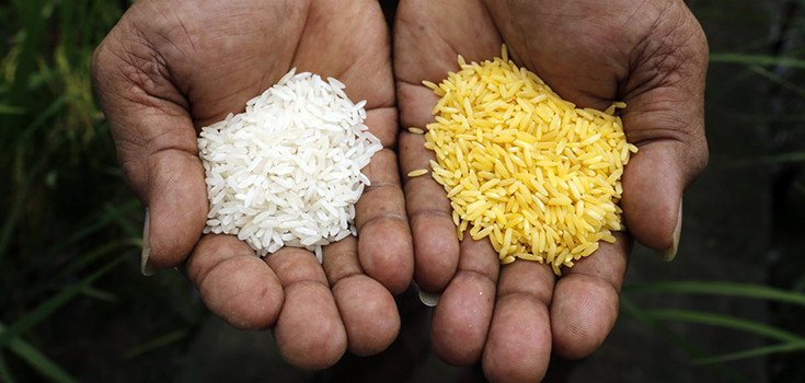“Miracle” Golden Rice Could Cause Birth Defects, Warns Indian Scientist