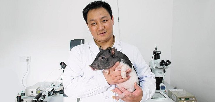 China to Create and Sell Genetically Modified Pet Micro Pigs