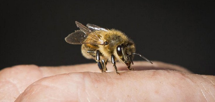 EPA Approval of Bee-Killing Neonics Struck Down by Court