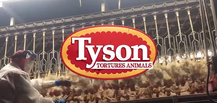 Celebrities Promote Petition to Tell Tyson: Stop Ripping Heads Off Chickens!