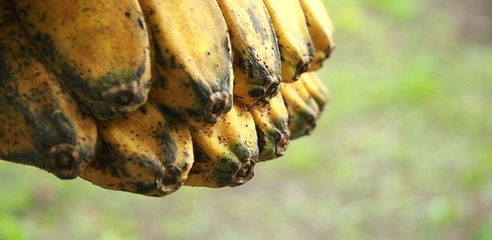 Hawaii Test Fields to be Infiltrated with GMO Bananas