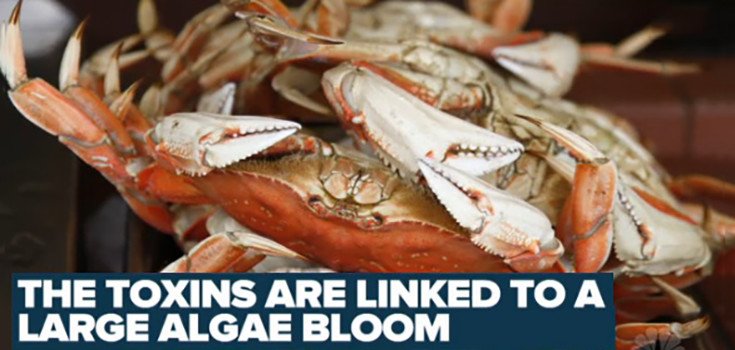 Toxic Algae Bloom Delays California Crabbing Season