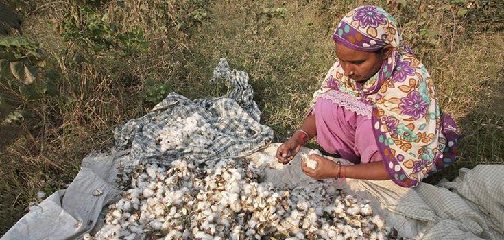 Farmers in India Reject GM Crops After Whitefly Attack Destroys Cotton Fields