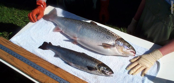 Canada Sued Over Genetically Modified Salmon Calamity