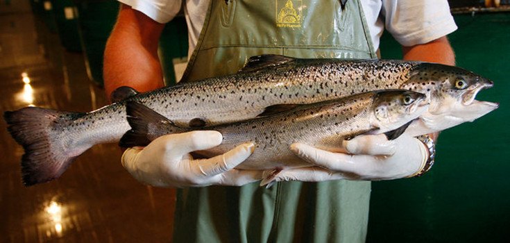 FDA Quietly Pushes Through Genetically Modified Salmon over Christmas Break