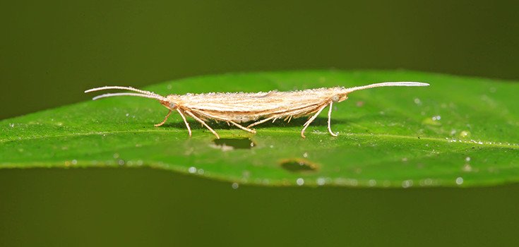 Open Field Trials for GM Moths Slammed by Eco Groups