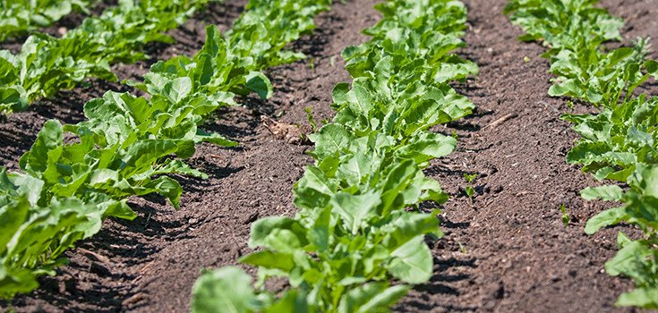 Sugar Beet Farmers Face Record Low Sales as Demand for ‘Non-GMO’ Booms